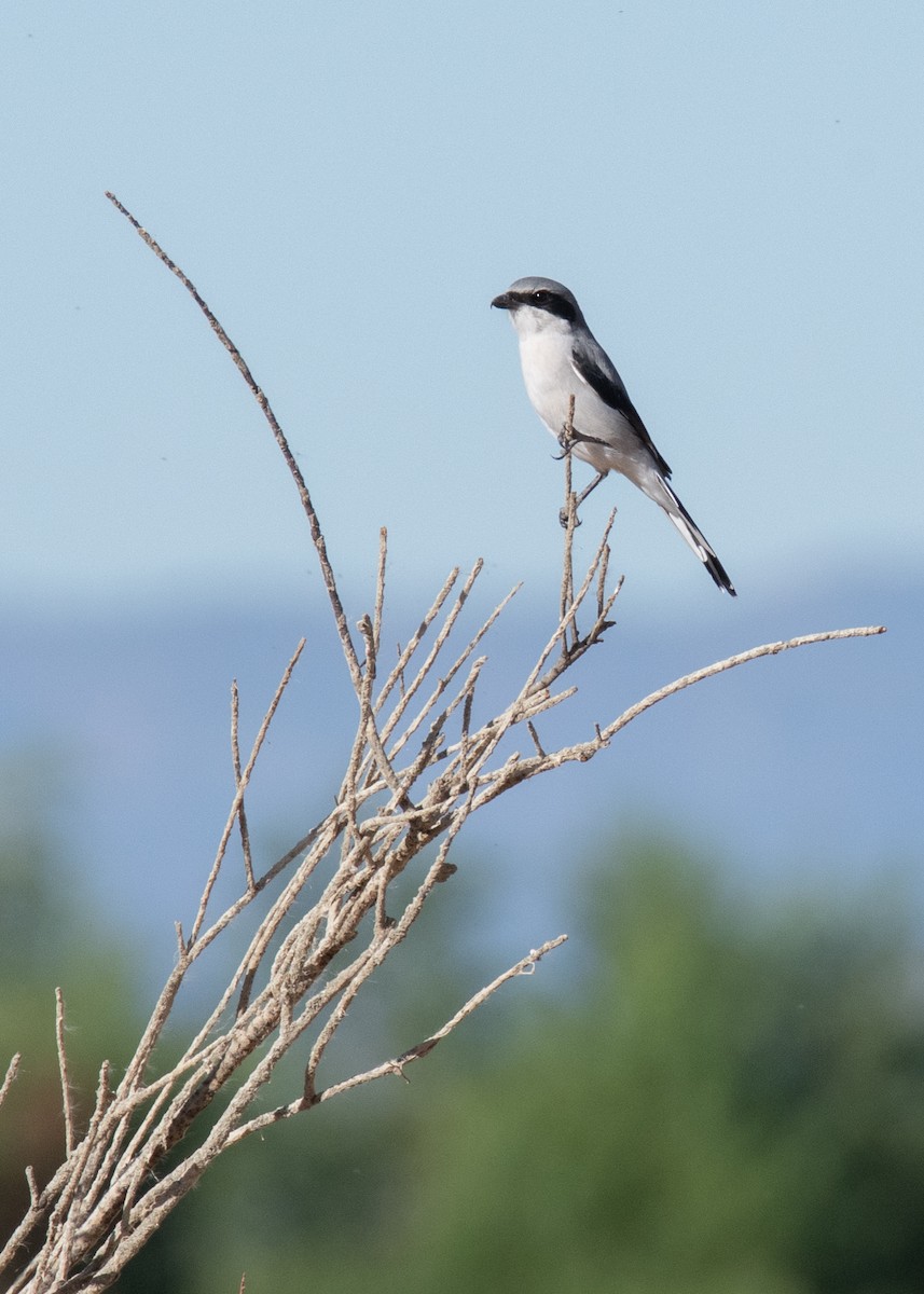 Loggerhead Shrike - ML489576551