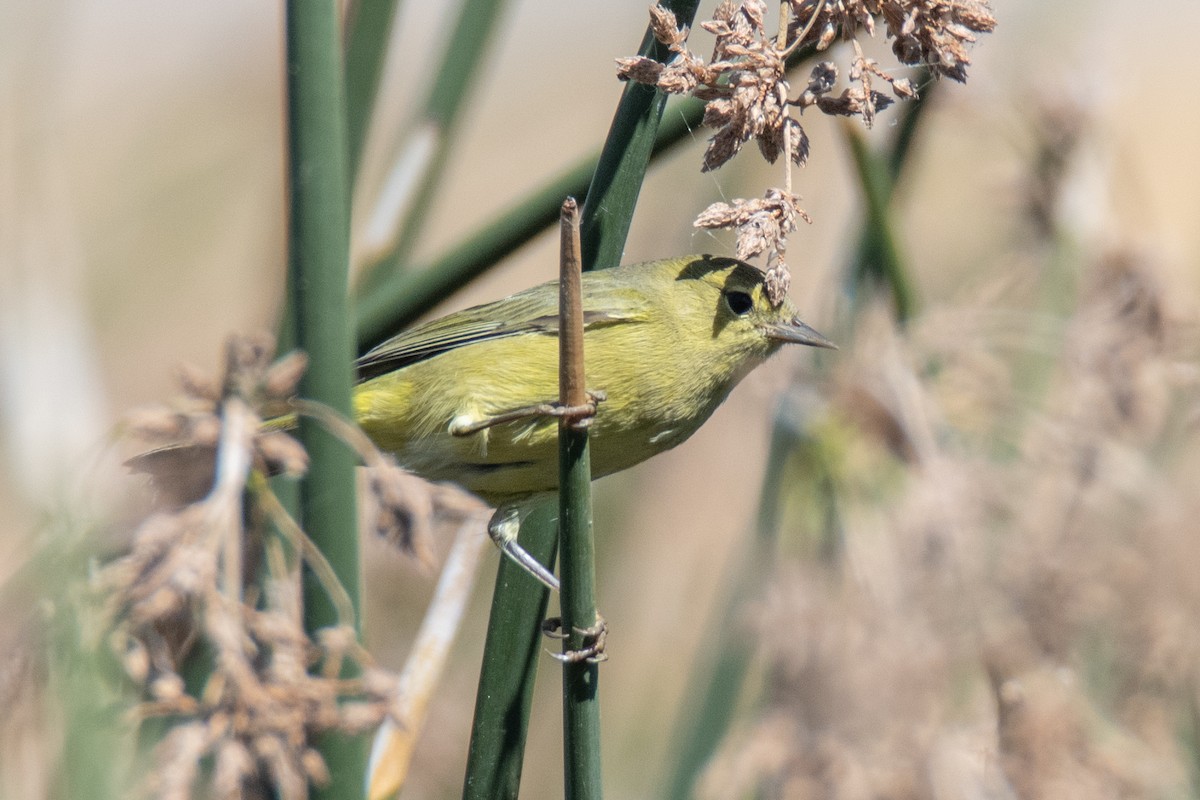Orange-crowned Warbler - ML489576591