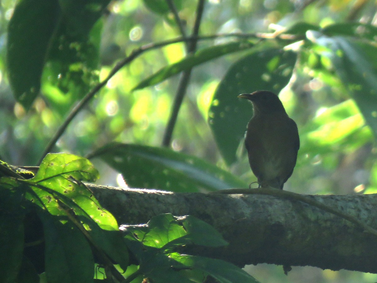 Varzea Thrush - ML489576661