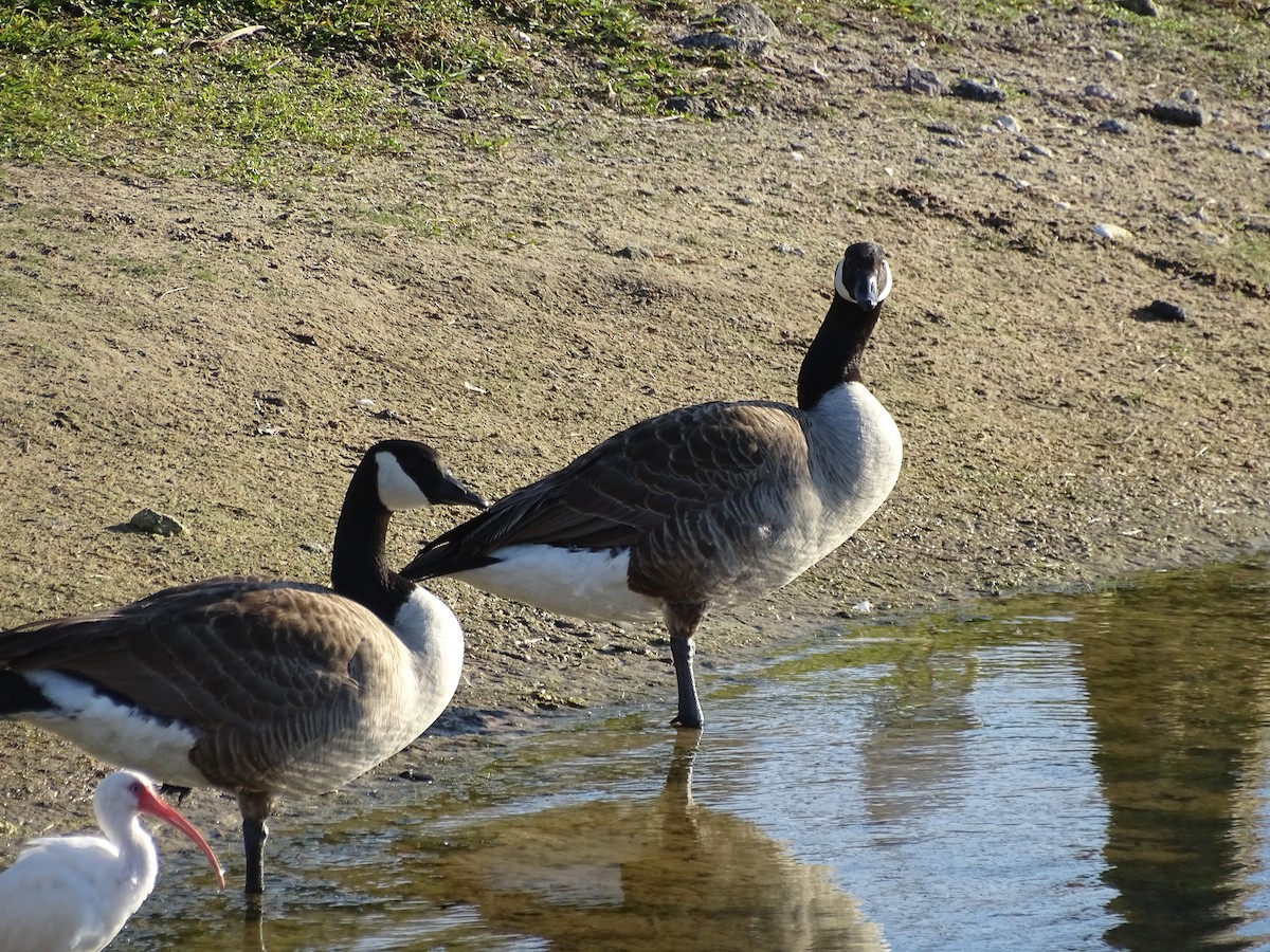 Canada Goose - ML48957761