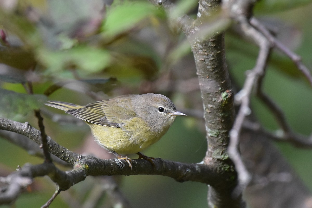 Orange-crowned Warbler - Henry Trombley