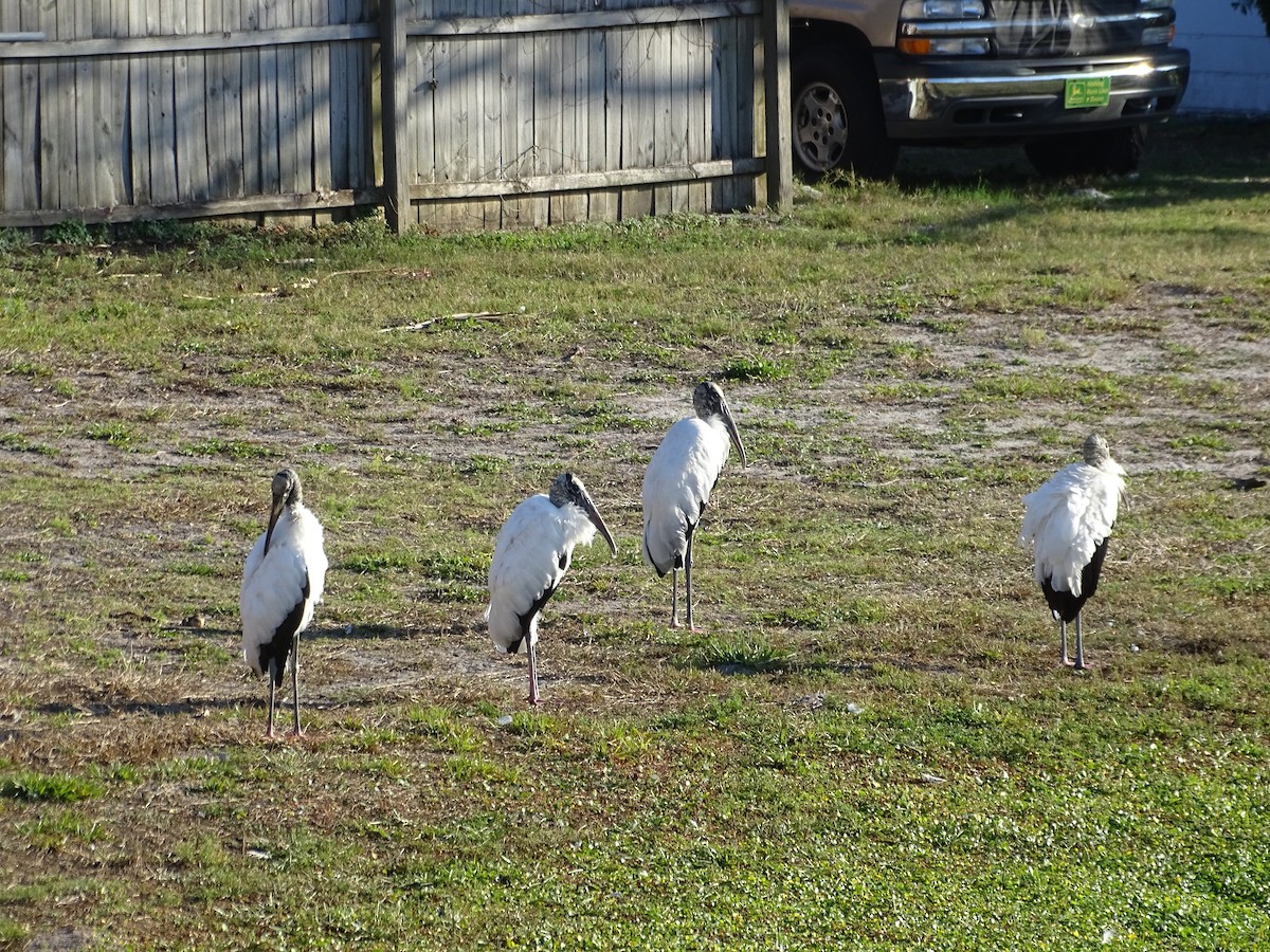 Wood Stork - ML48957811