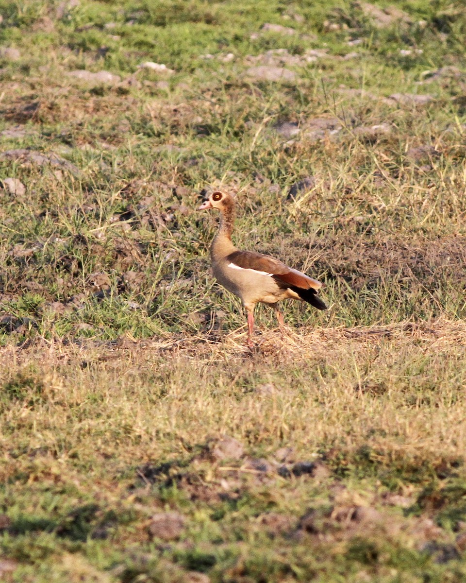 Nilgans - ML489578881