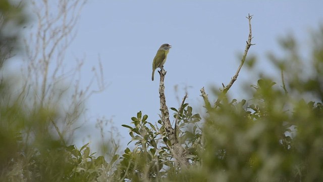 Rufous-browed Peppershrike - ML489579201