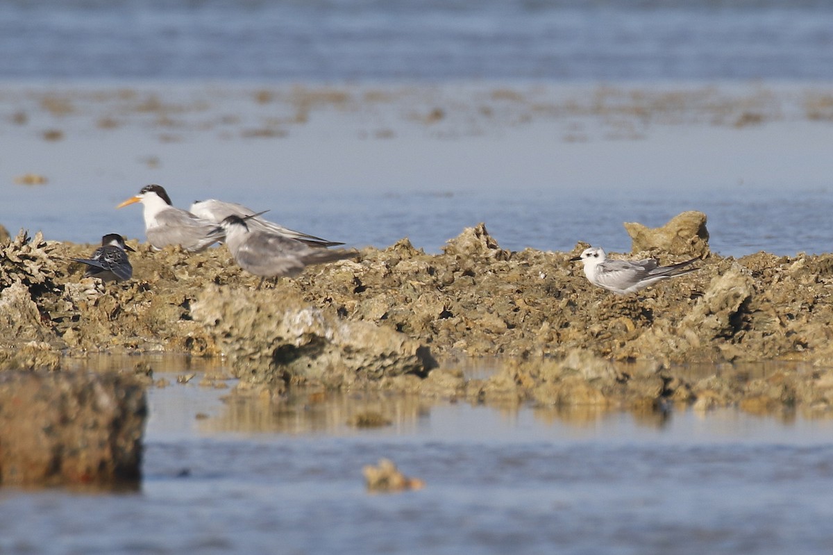 White-winged Tern - ML489583281