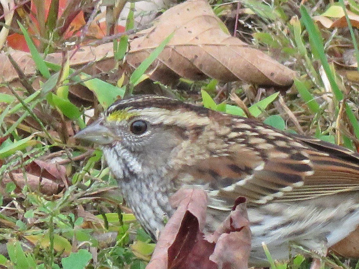 White-throated Sparrow - Robin Booth