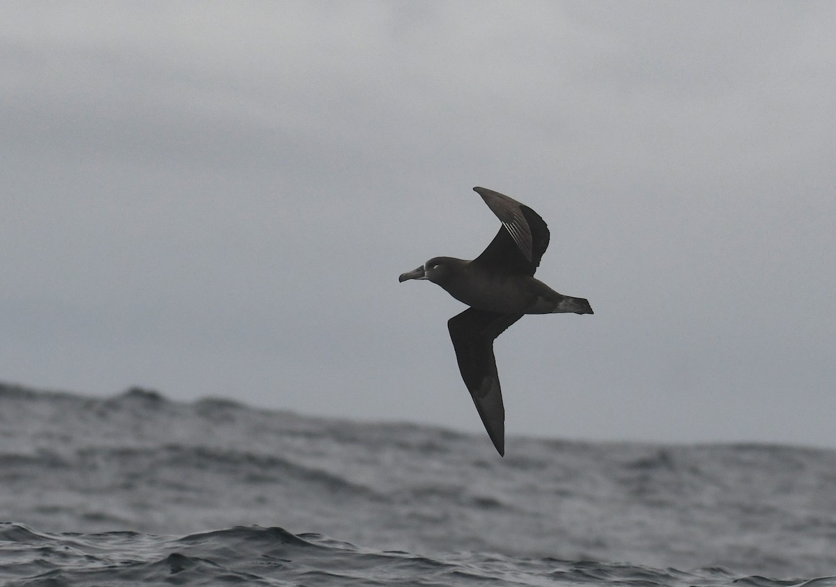 Albatros à pieds noirs - ML489584171