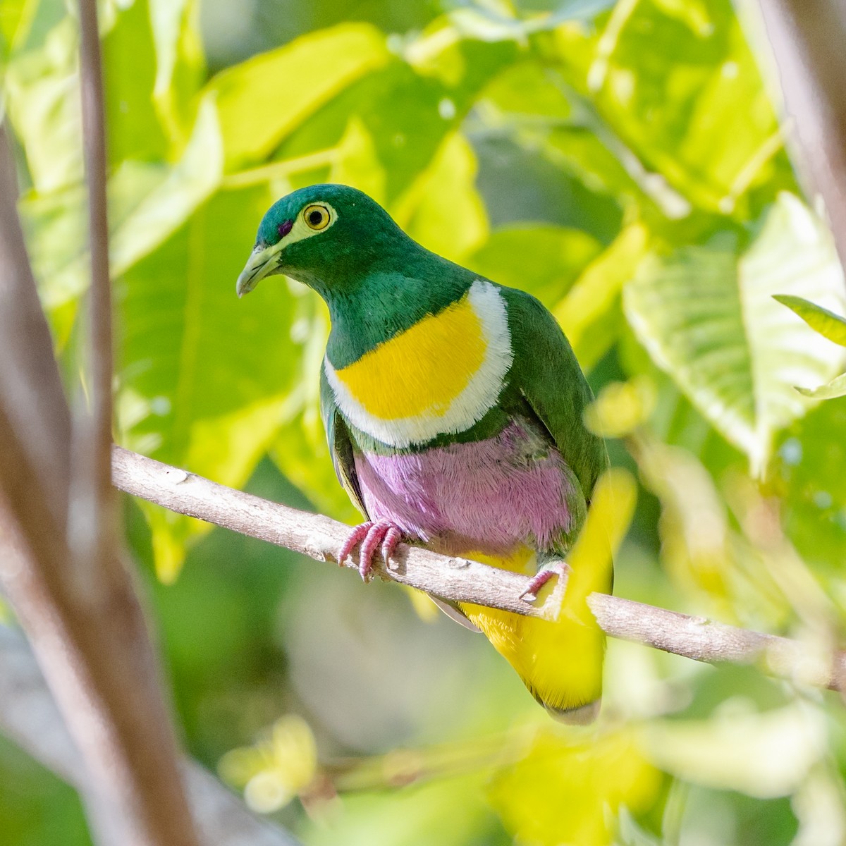 Geelvink Fruit-Dove - Wilbur Goh