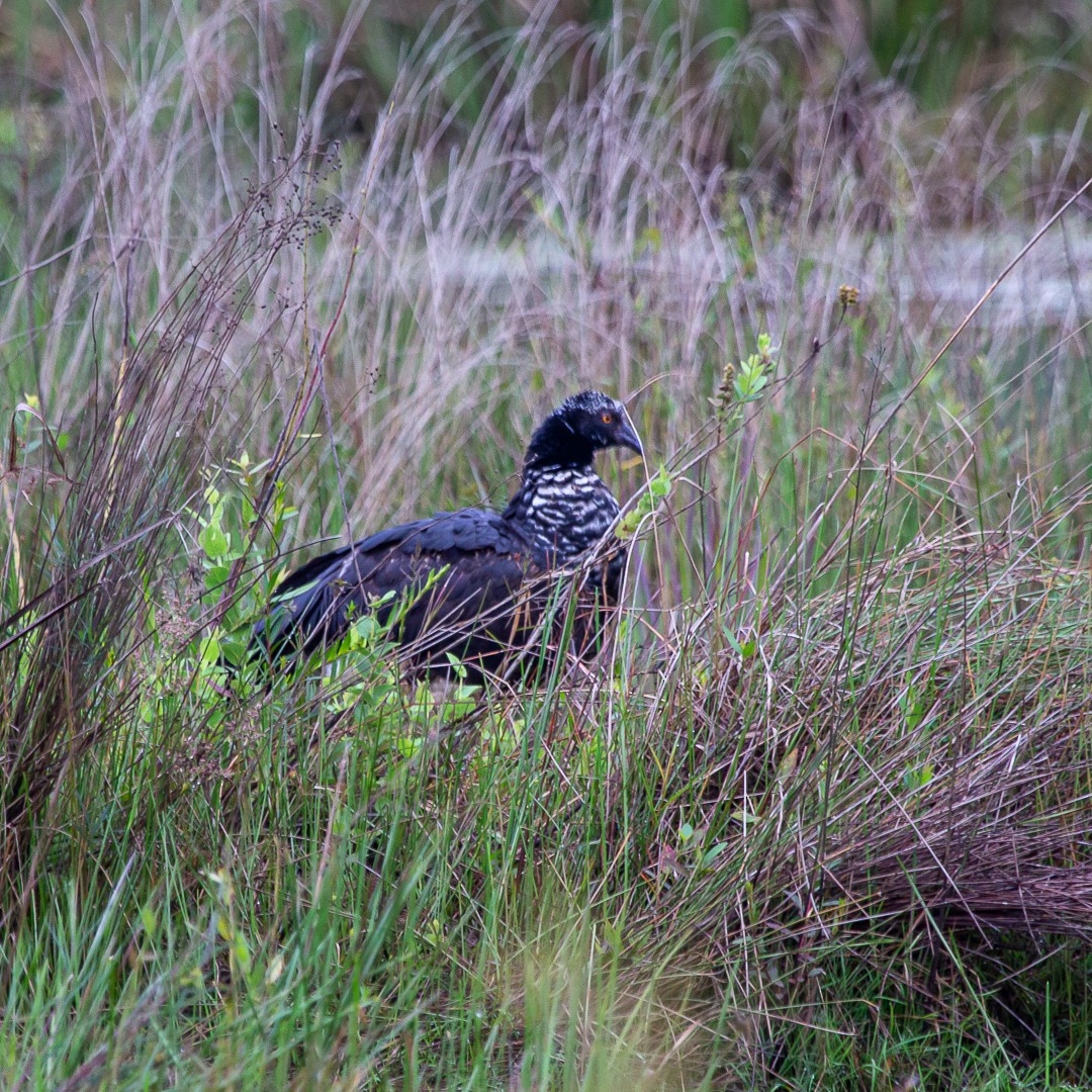 Horned Screamer - ML489584331