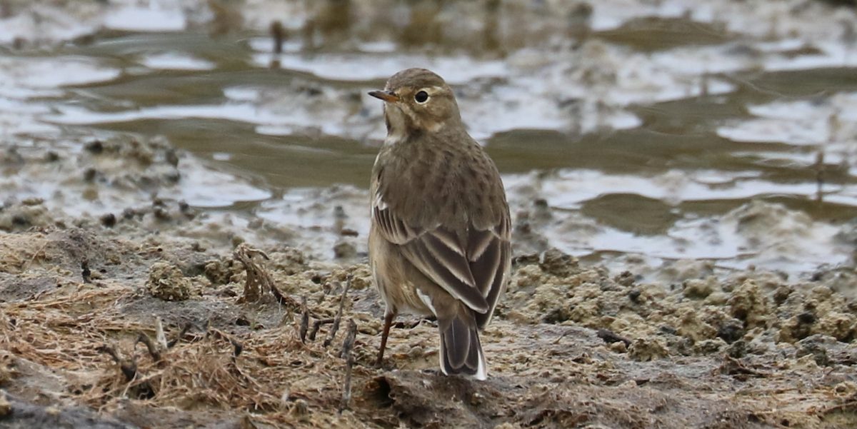 Pipit d'Amérique - ML489584471