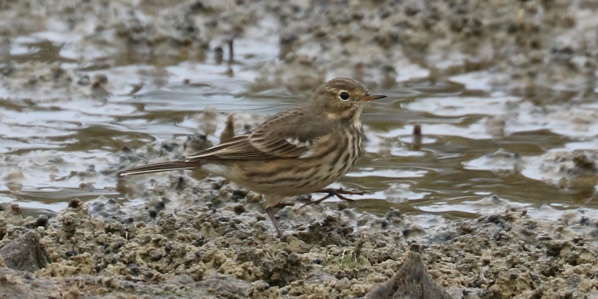 American Pipit - ML489584481