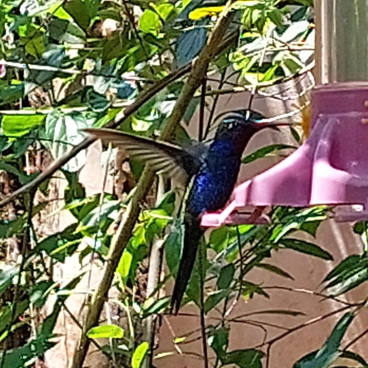 Colibrí de Barbijo - ML489584511