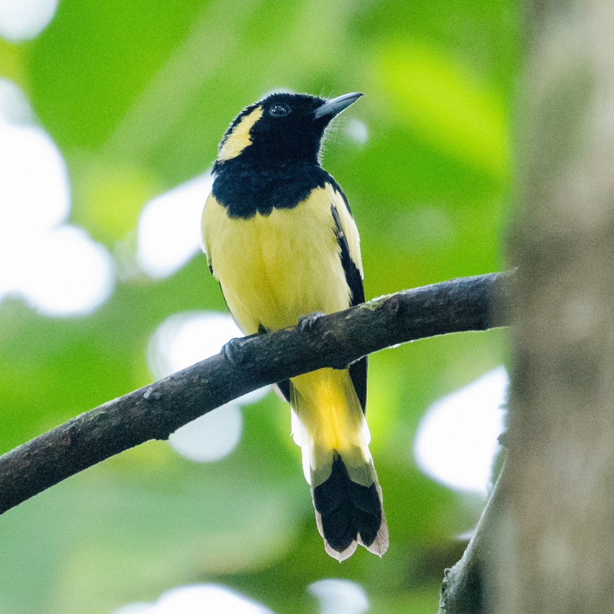 Biak Monarch - Wilbur Goh