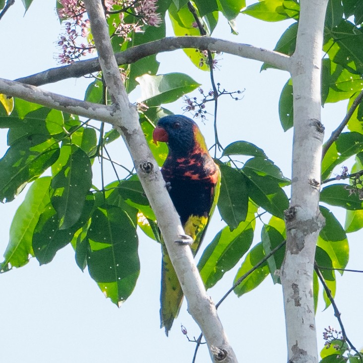 Biak Lorikeet - ML489584971