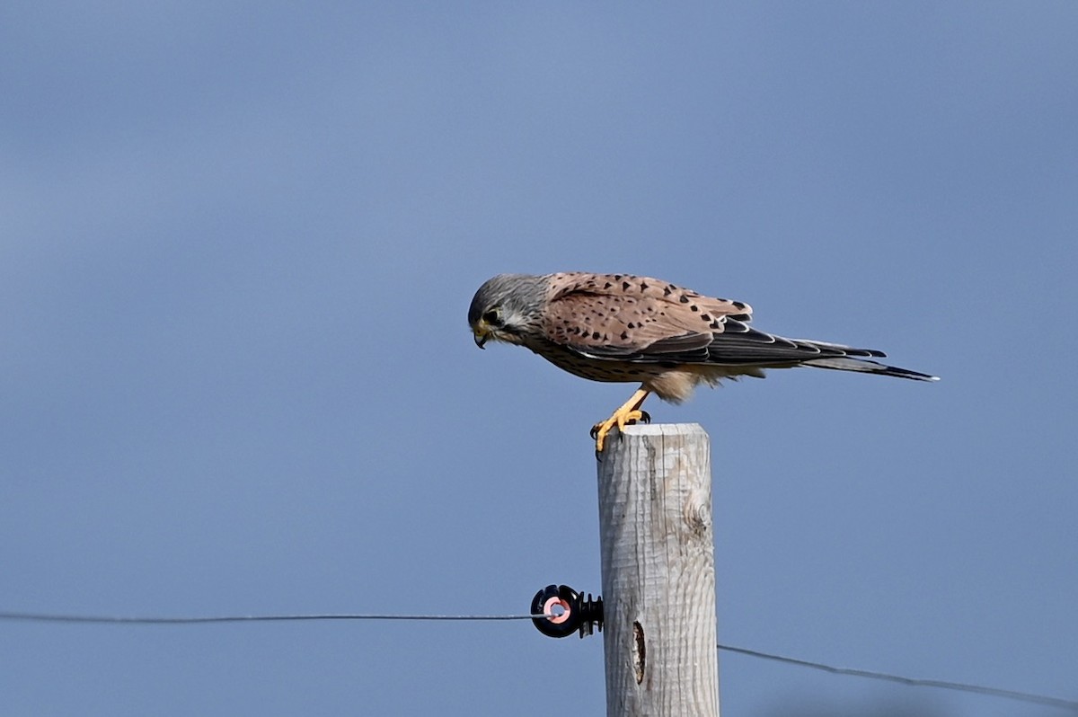 Eurasian Kestrel - ML489585121