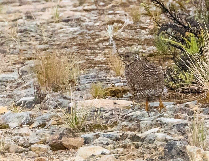 Snow Mountain Quail - Wilbur Goh