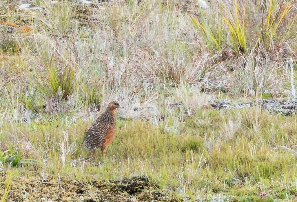 Snow Mountain Quail - ML489586631