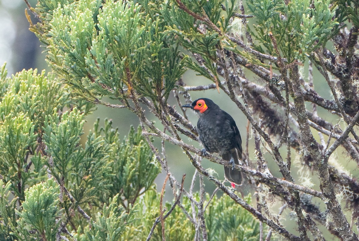 Smoky Honeyeater - ML489586751