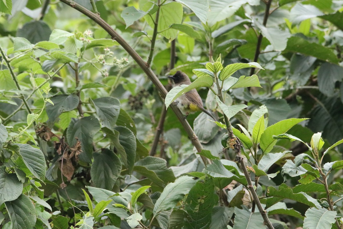 Common Bulbul - ML489586791