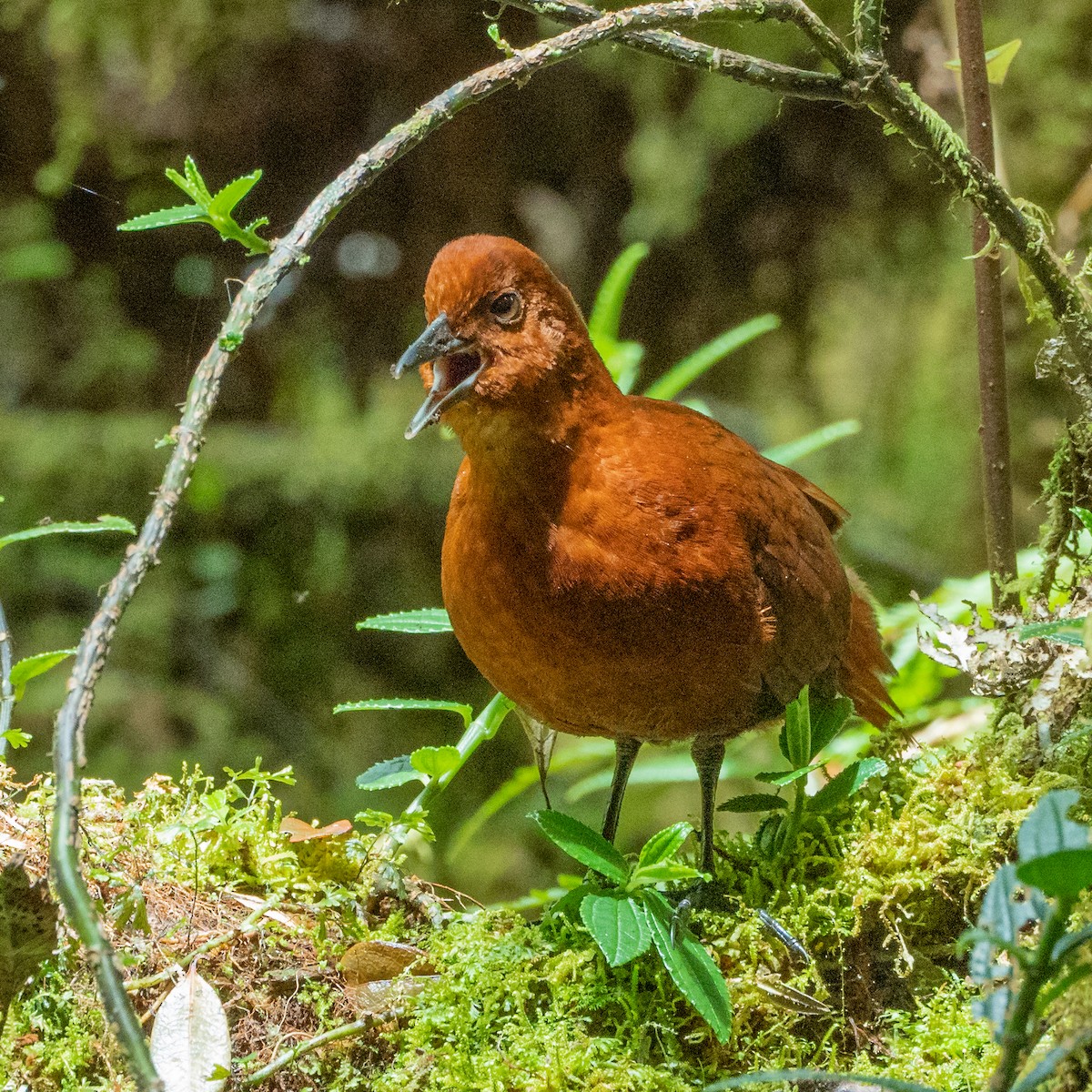 Polluela Castaña - ML489586801