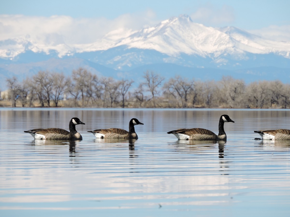 Canada Goose - ML48958681