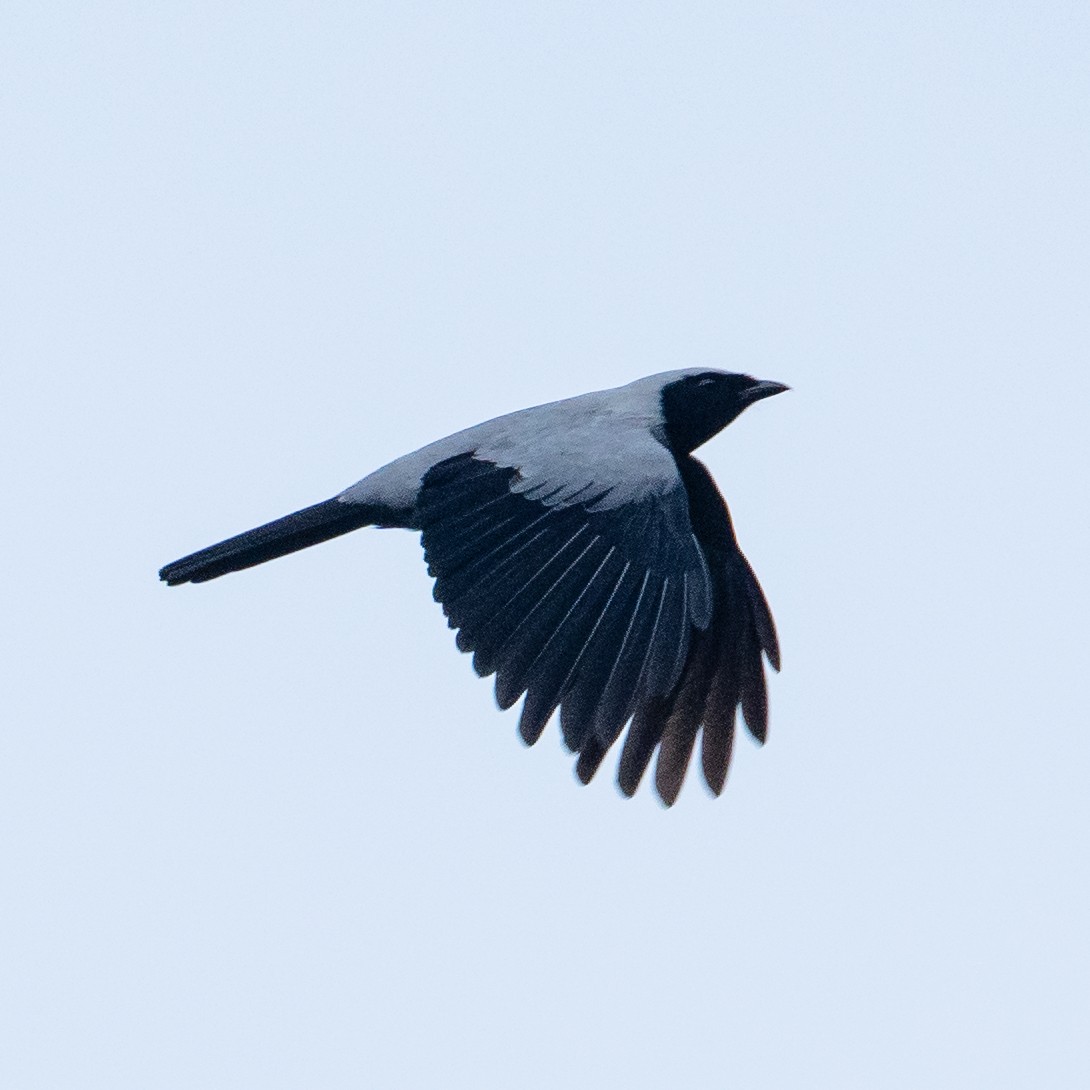 Hooded Cuckooshrike - ML489587751