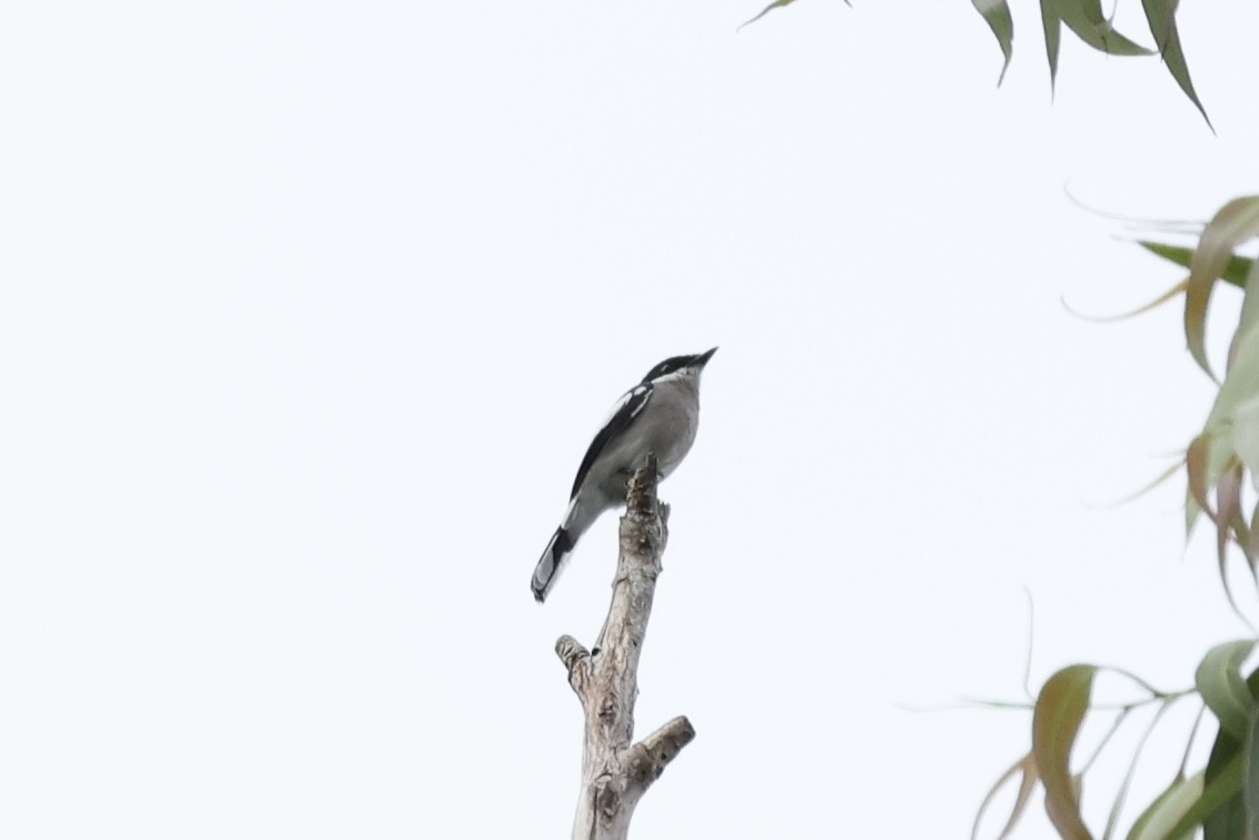 Bar-winged Flycatcher-shrike - ML489588271