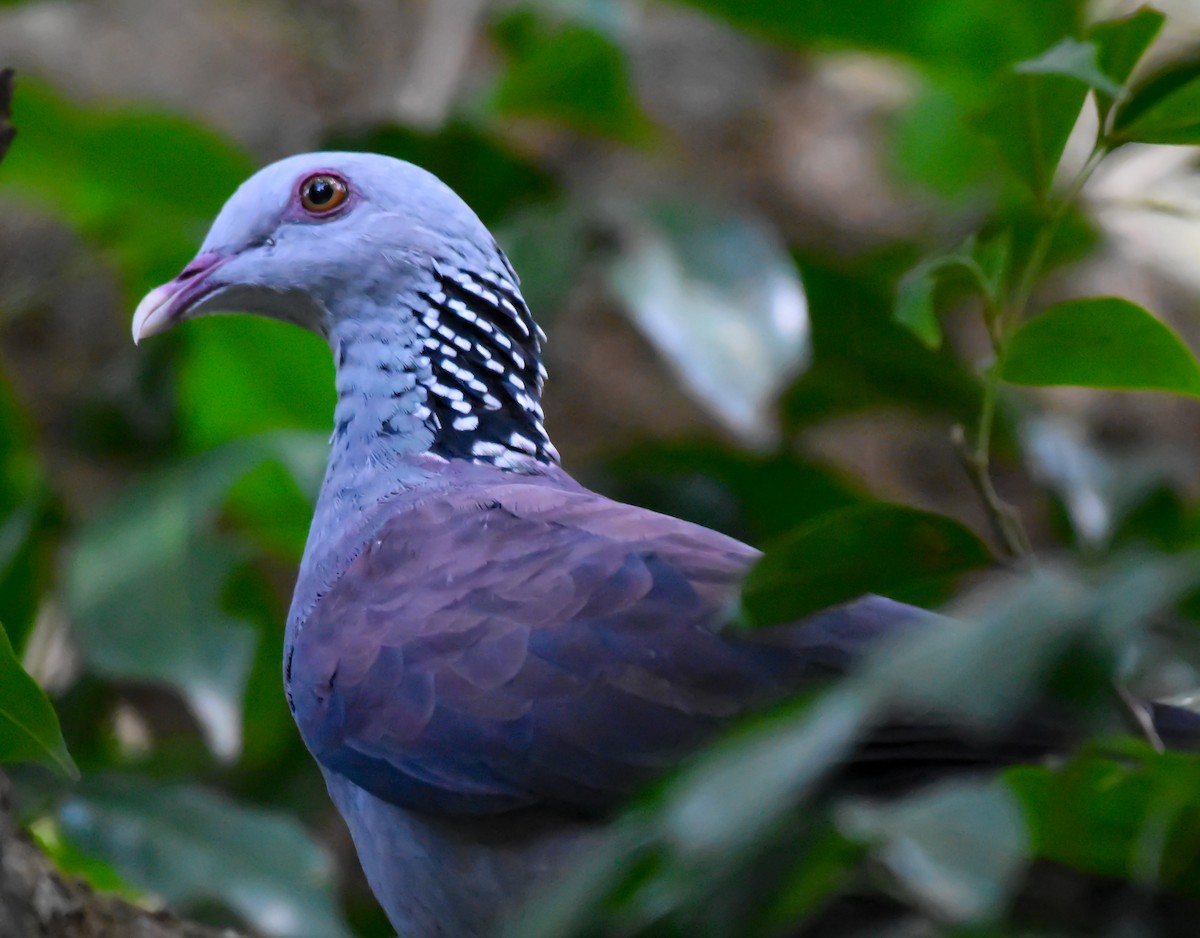 Nilgiri Wood-Pigeon - ML489588391