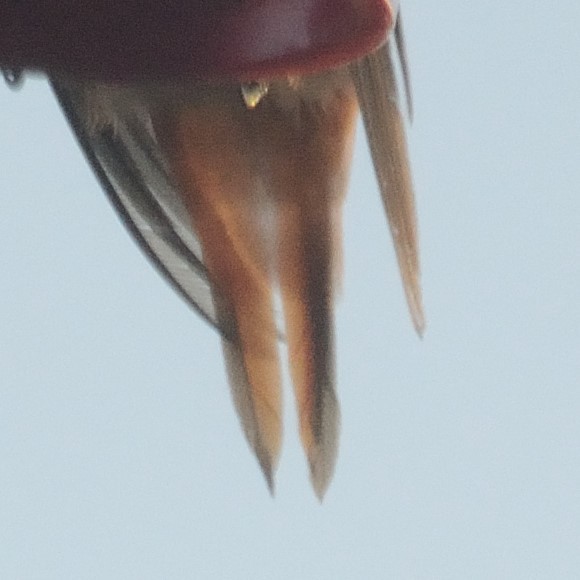 Allen's Hummingbird - ML489588591