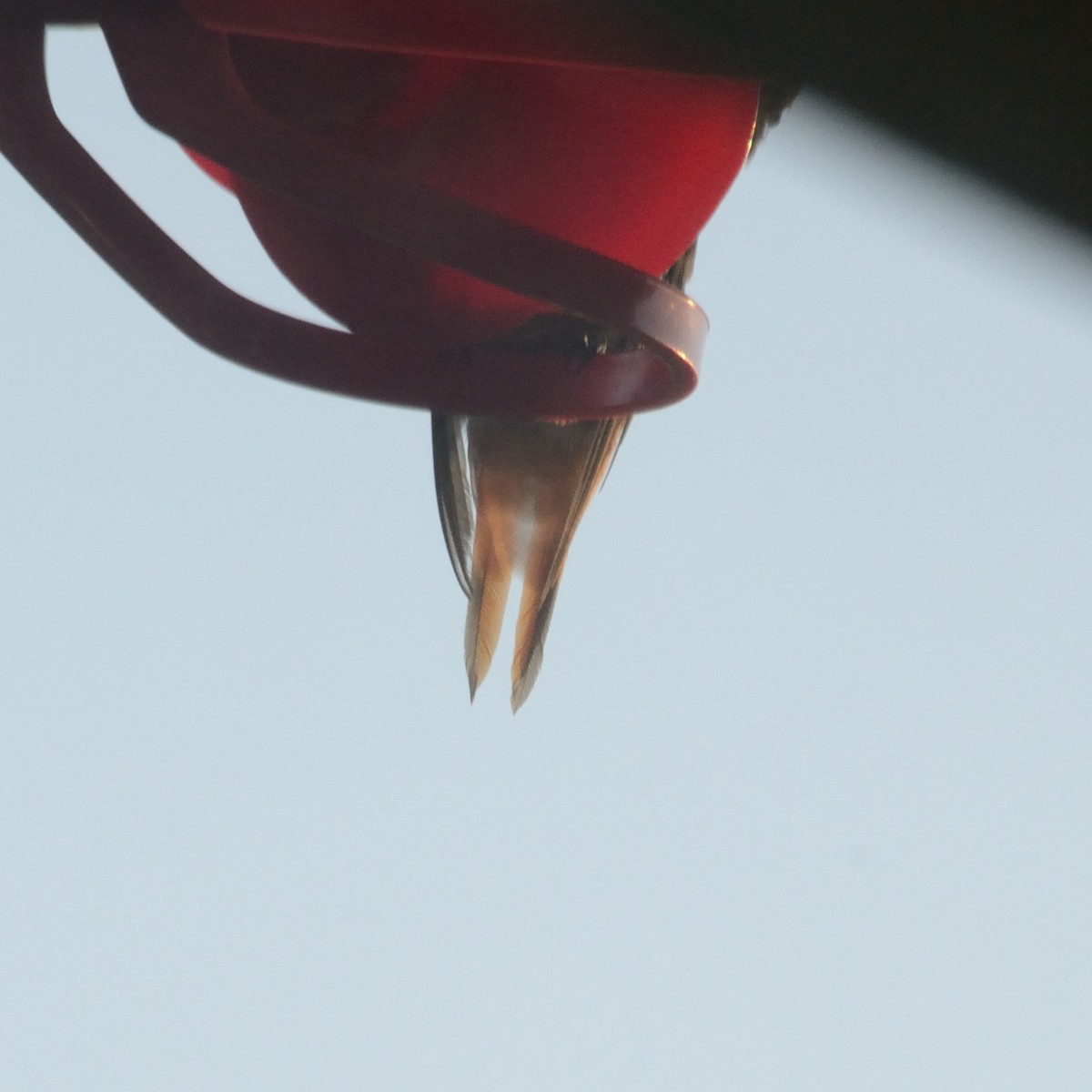 Allen's Hummingbird - ML489588791