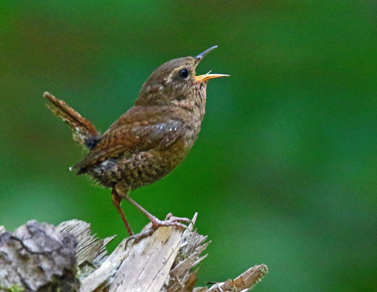 Pacific Wren - ML48958911