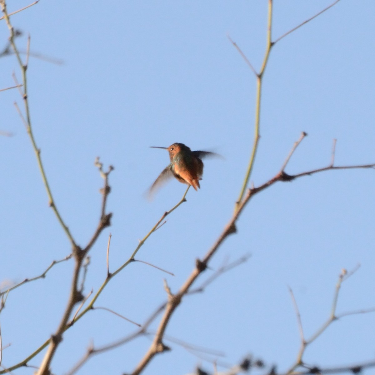 Allen's Hummingbird - ML489589211