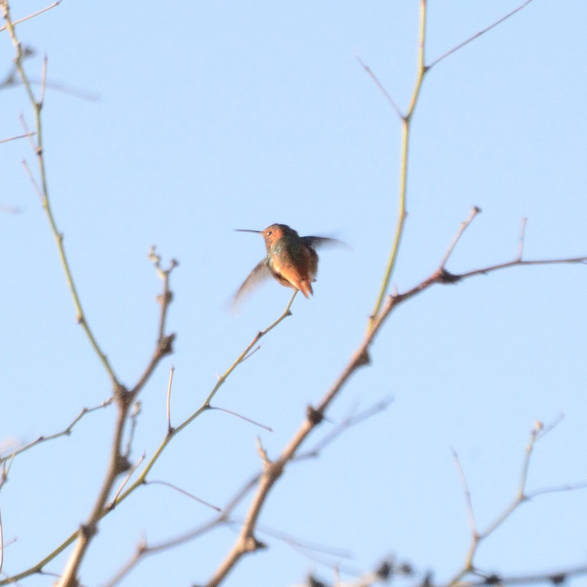 Allen's Hummingbird - ML489589331