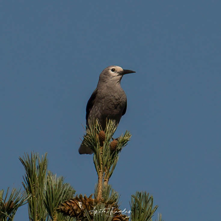 Clark's Nutcracker - Anita Regler