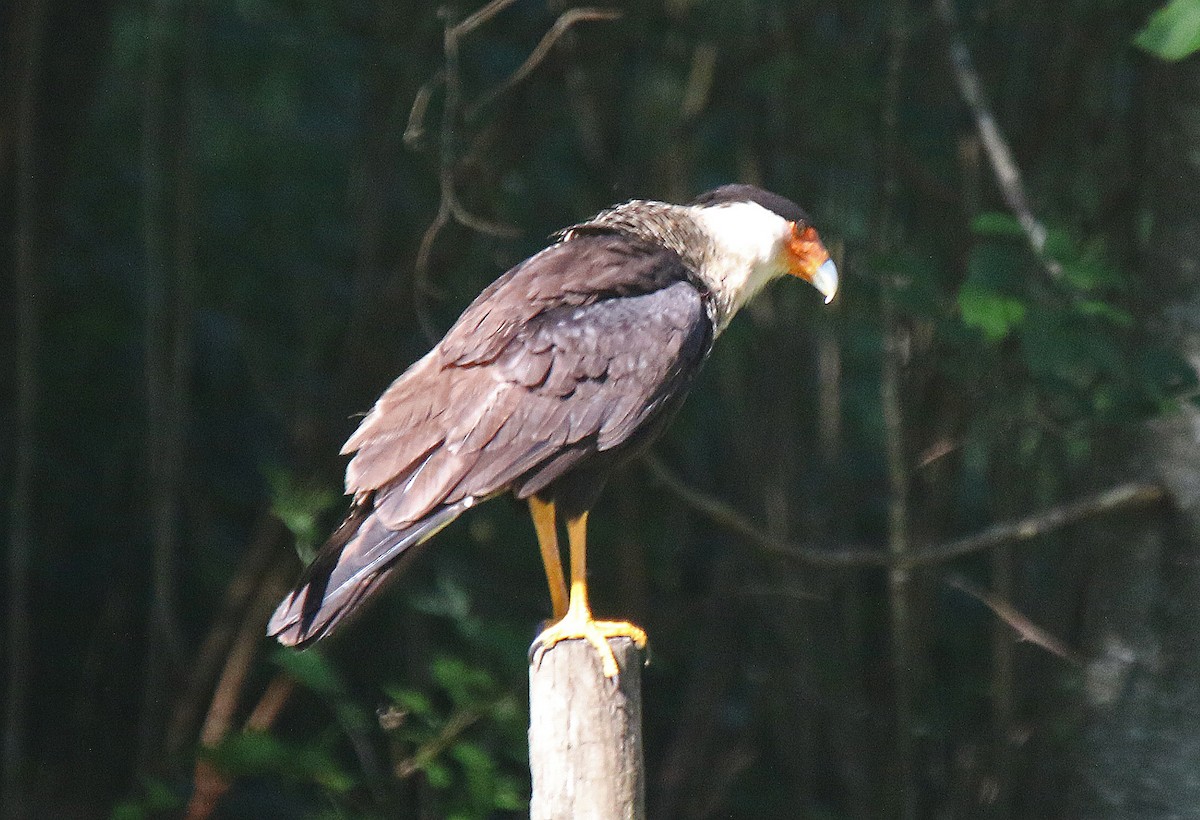 Caracara huppé (cheriway) - ML48958951