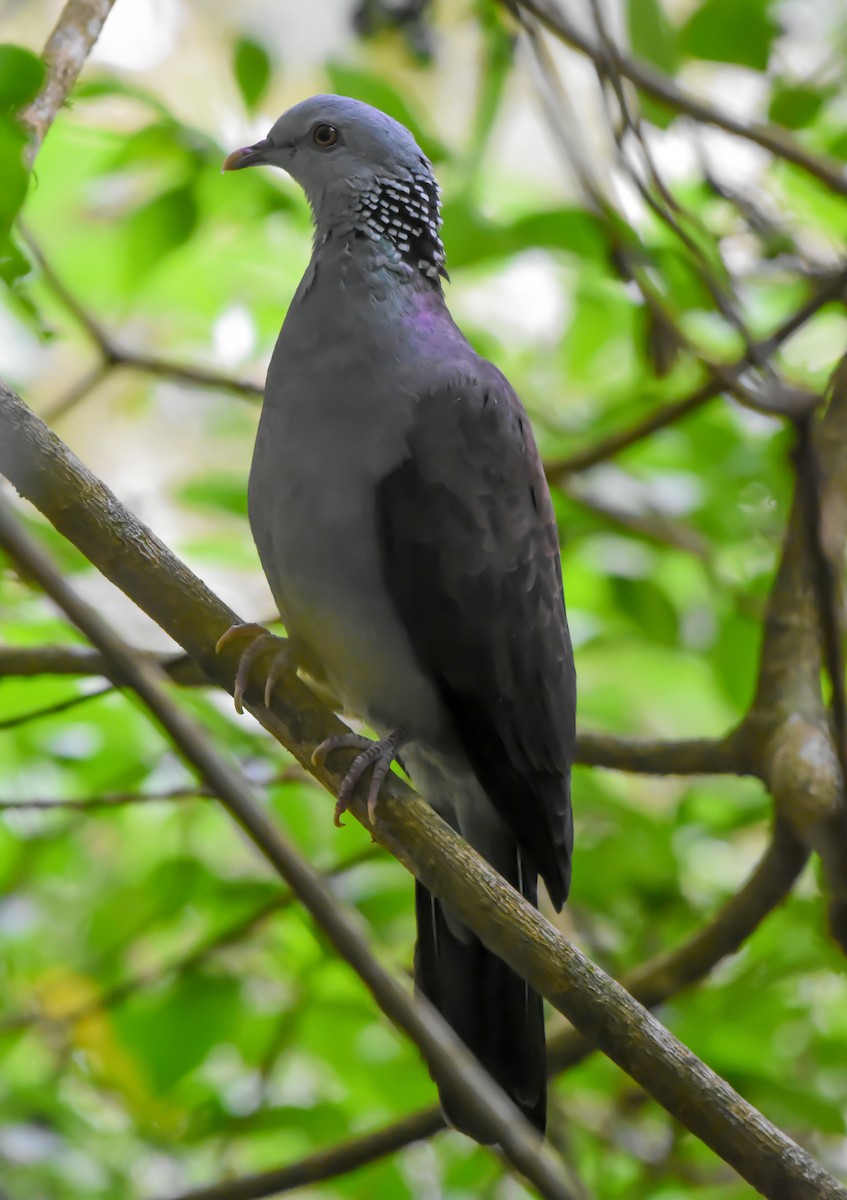 Nilgiri Wood-Pigeon - Krishnamoorthy Muthirulan