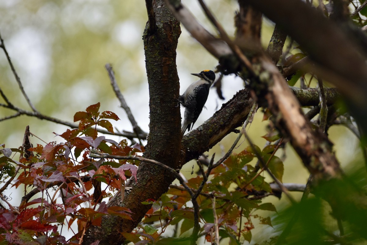 Black-backed Woodpecker - ML489592011