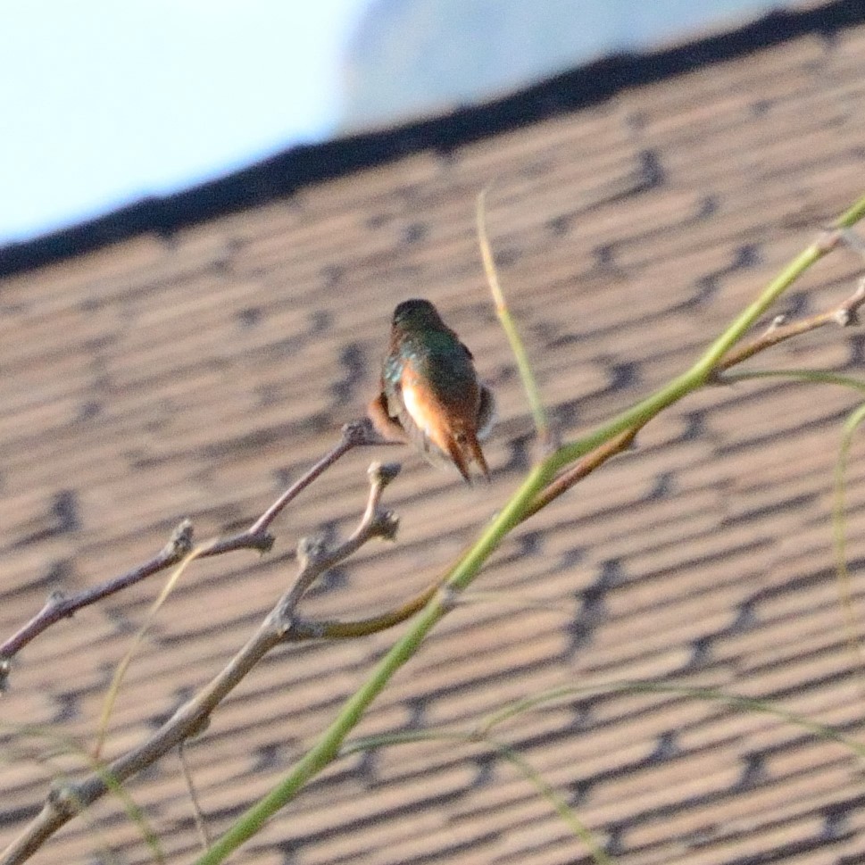 Allen's Hummingbird - ML489592571