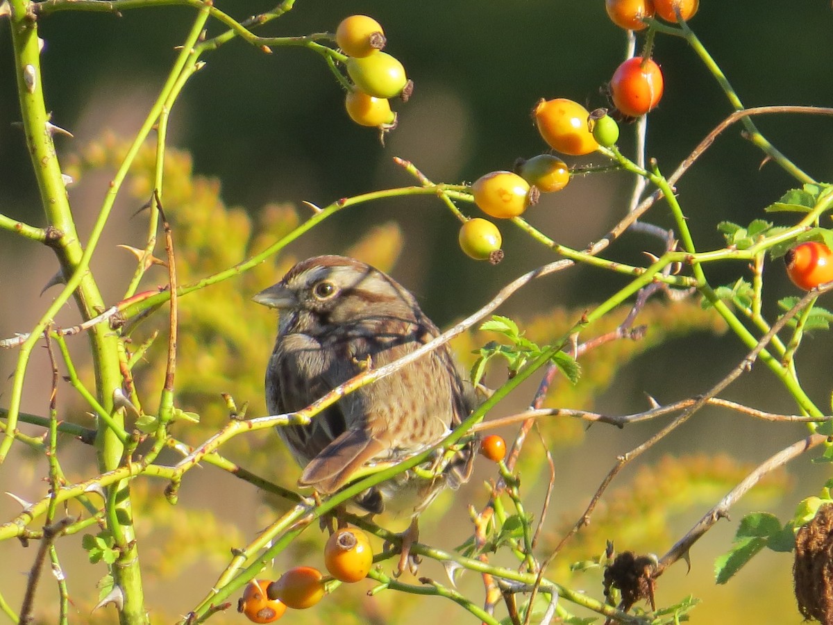 Song Sparrow - ML489592691