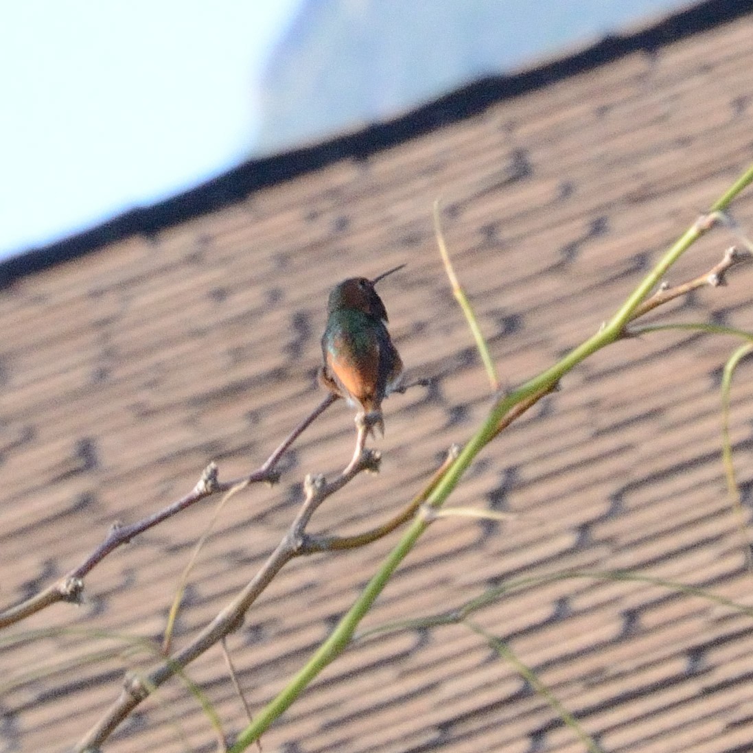 Allen's Hummingbird - ML489592761