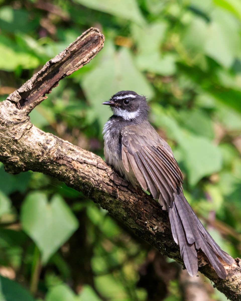 Spot-breasted Fantail - ML489592861