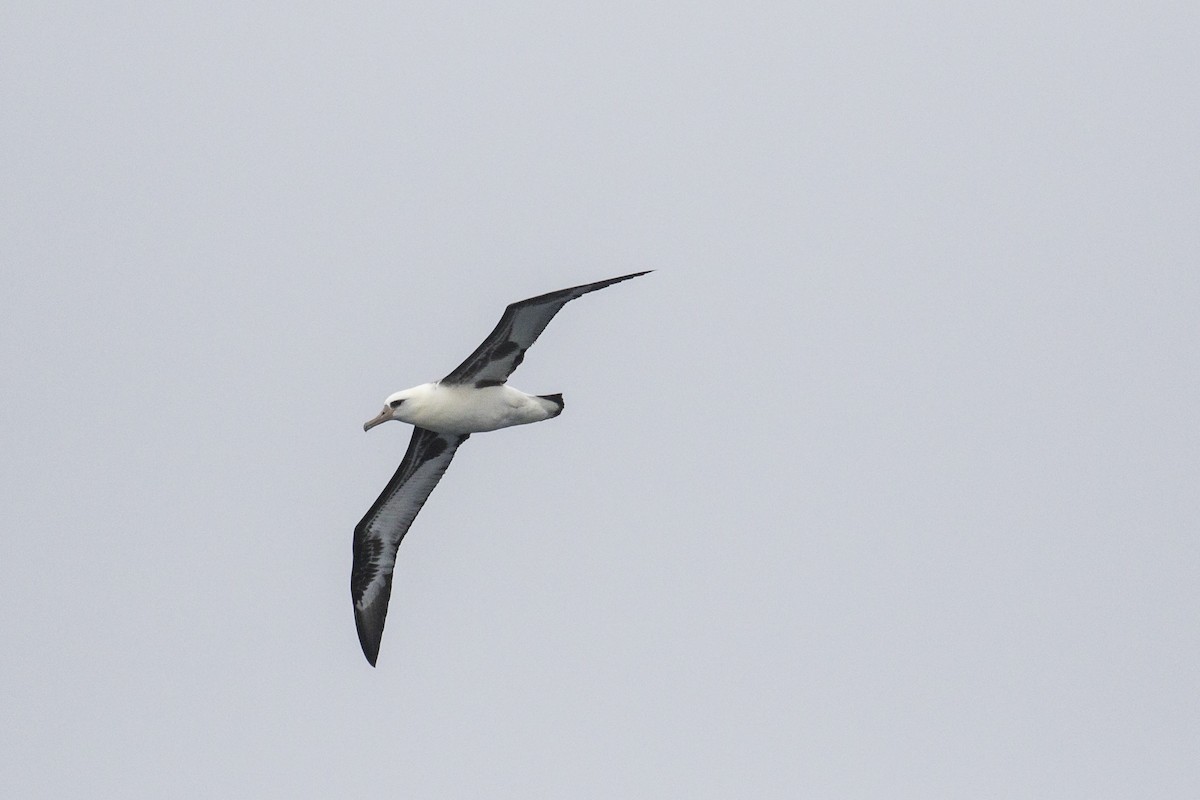 albatros laysanský - ML489594841