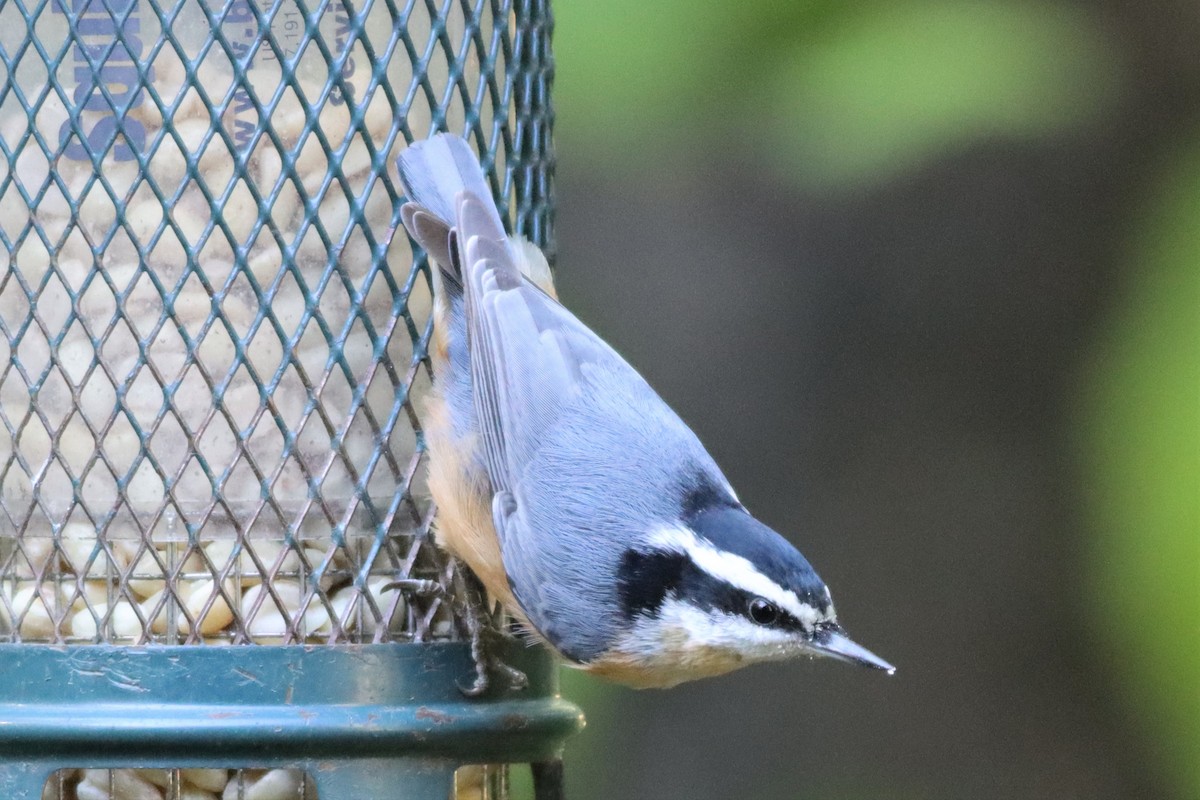 Red-breasted Nuthatch - Margaret Viens