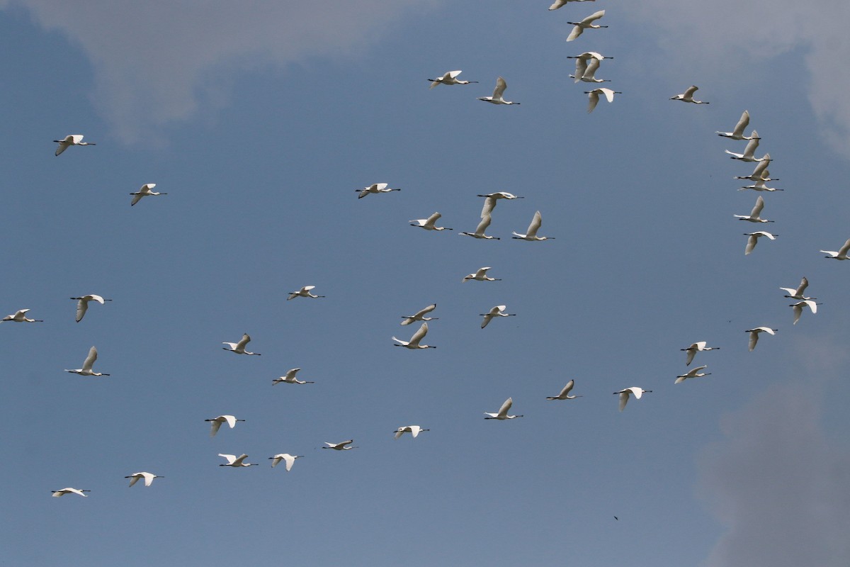 Eurasian Spoonbill - ML489598041