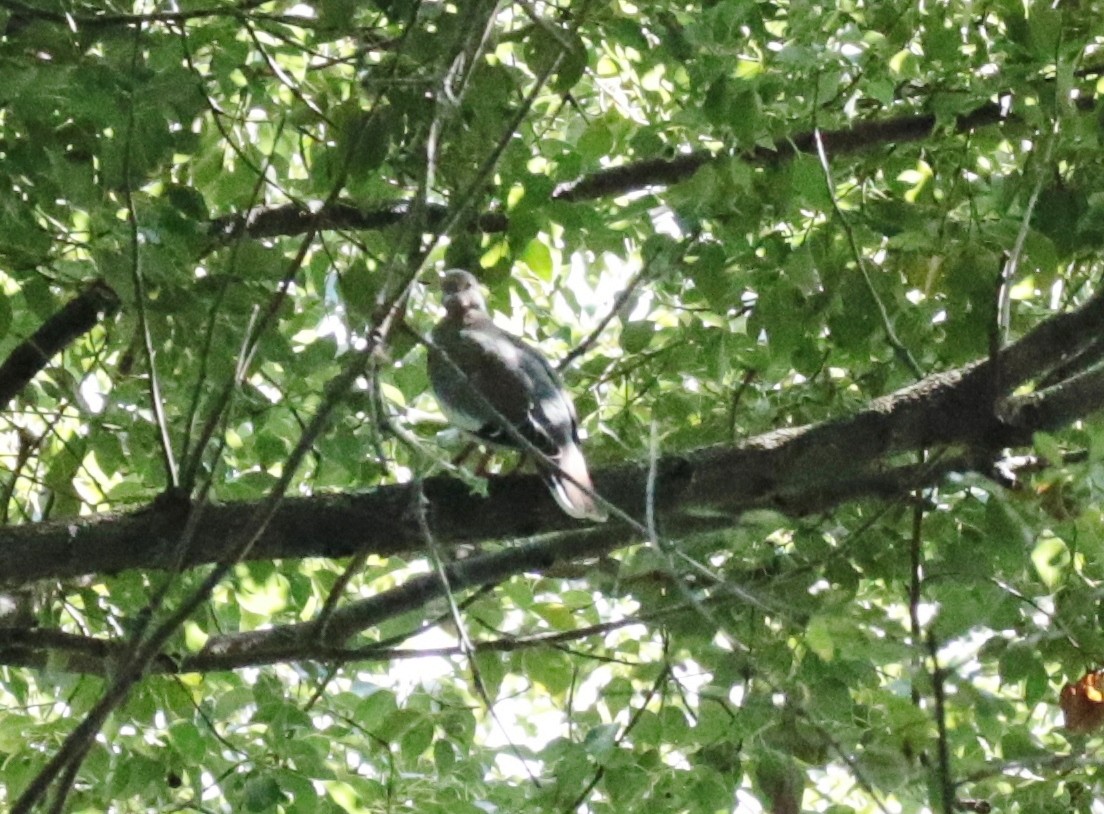 White-winged Dove - ML489598631
