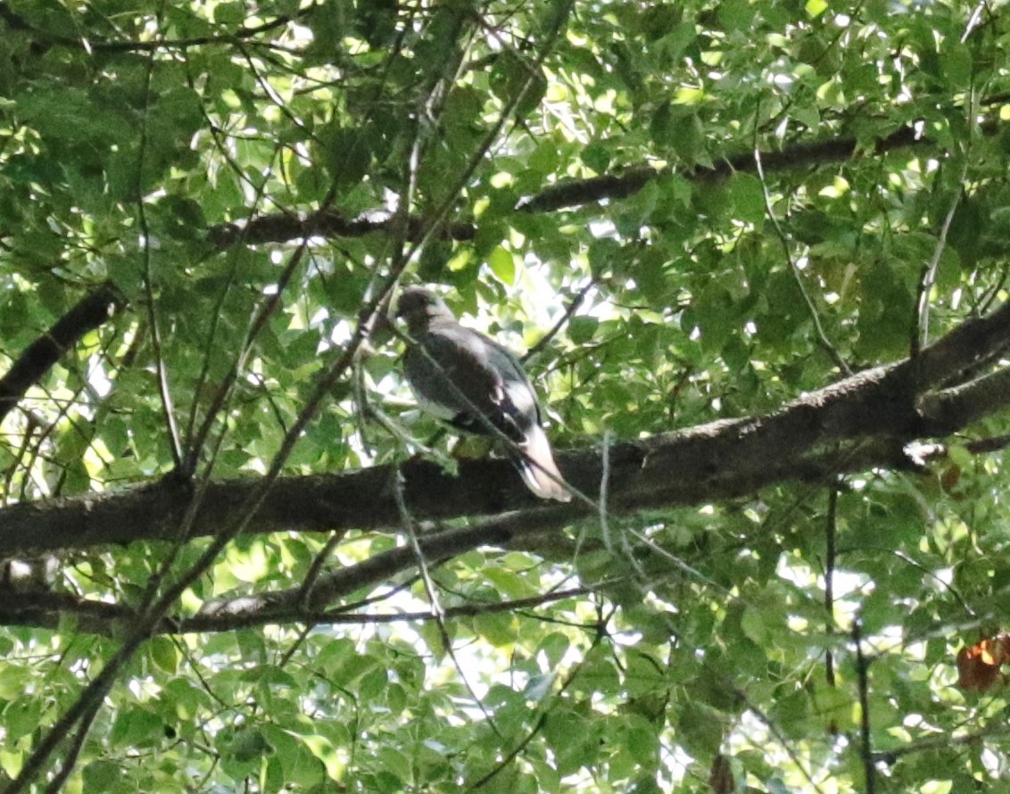 White-winged Dove - ML489598641