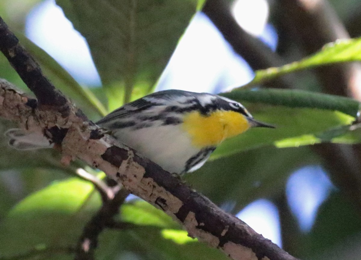 Yellow-throated Warbler - ML489598841