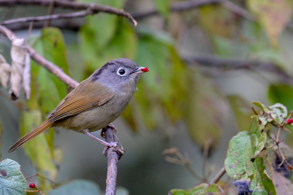 Nepal Fulvetta - Anonymous