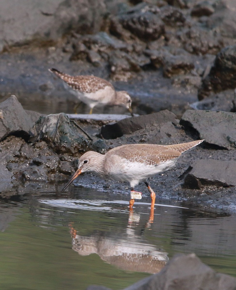 Common Redshank - ML489599561