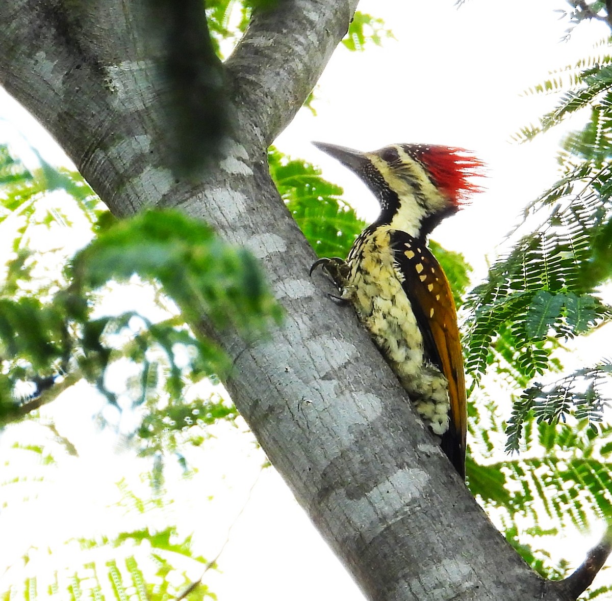 Black-rumped Flameback - ML489600151